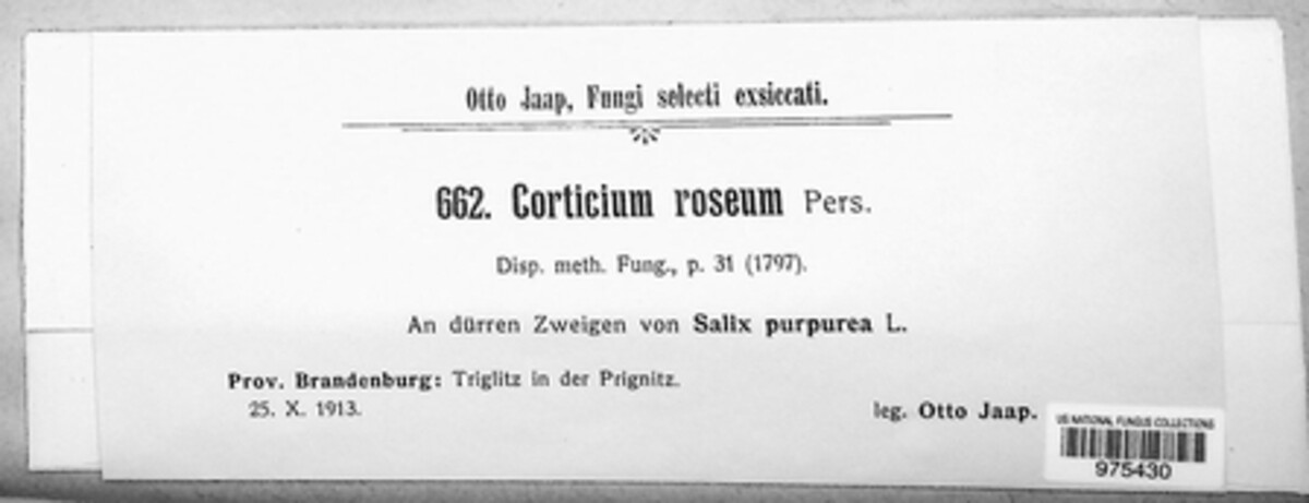 Corticium roseum image